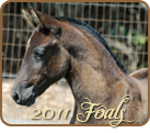 2009 Foals