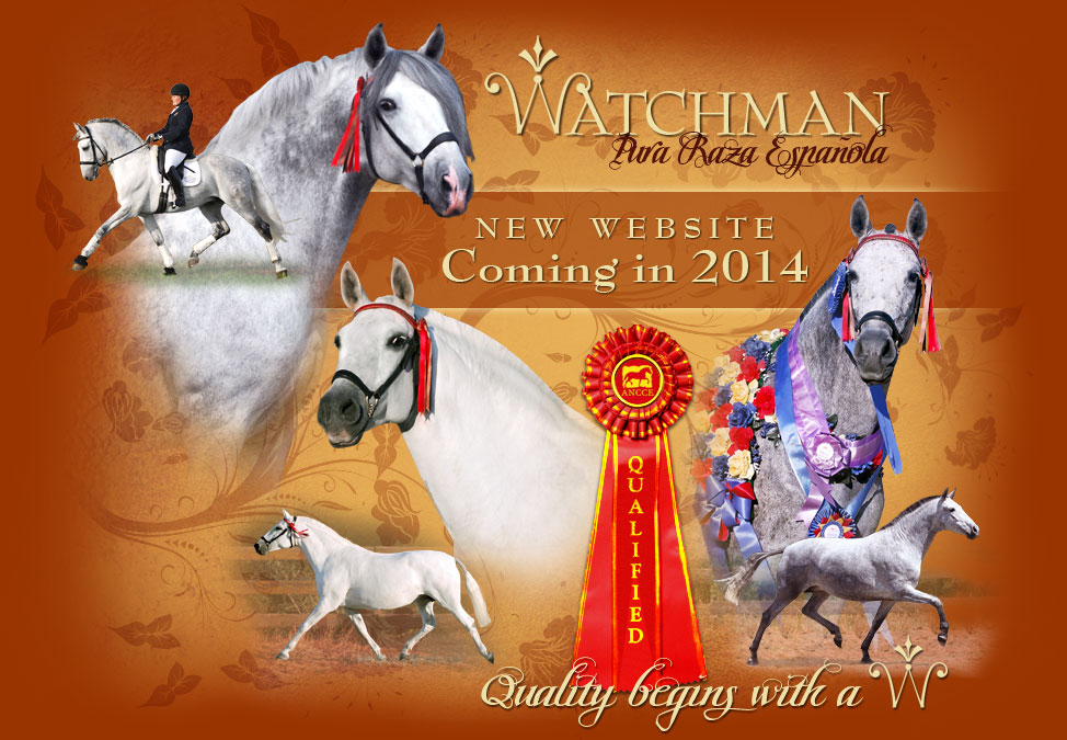 Watchman - Pure Spanish Horses